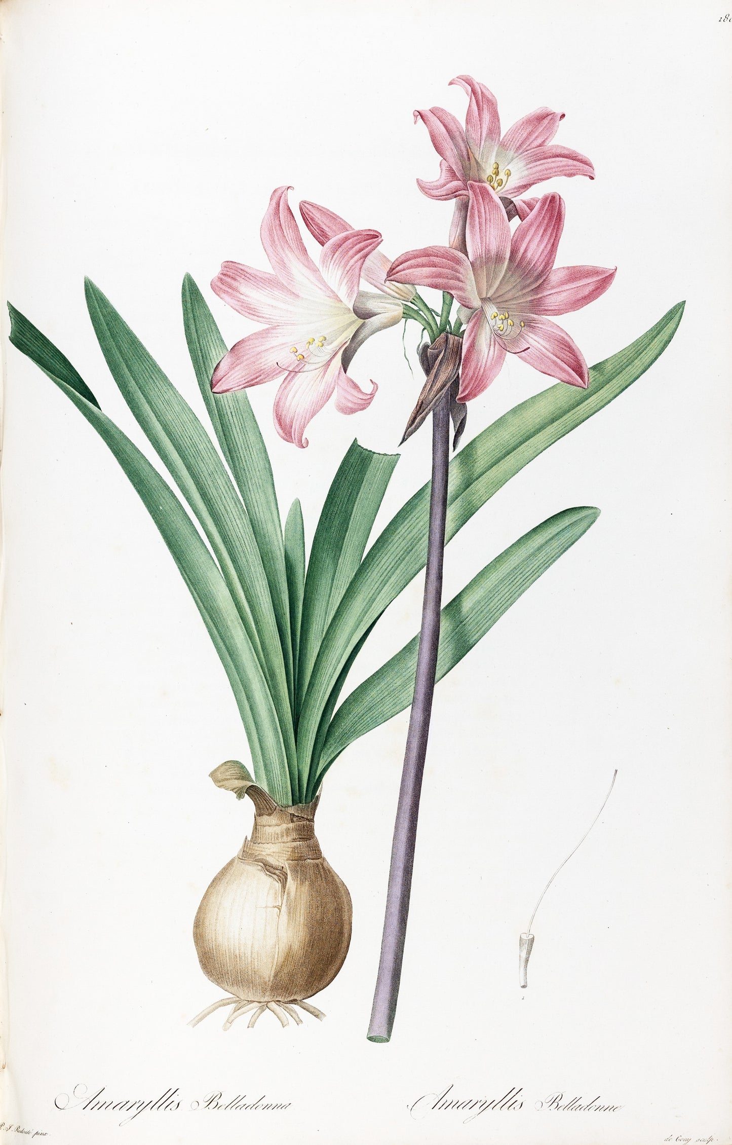 REDOUTÉ, Pierre-Joseph (1759-1840). Amaryllis Belladonna, March Lily, Plate 180.
