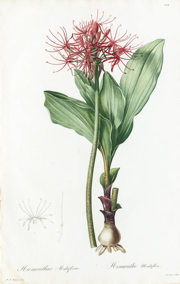 REDOUTÉ Pierre-Joseph (1759-1840). Plate #204: Haemanthus Multiflorus (Blood Lily)