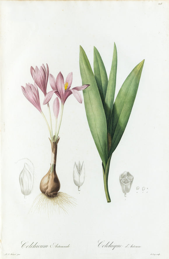 REDOUTÉ Pierre-Joseph (1759-1840). Plate #228: Golchicum Autumnale (Autumn Crocus)