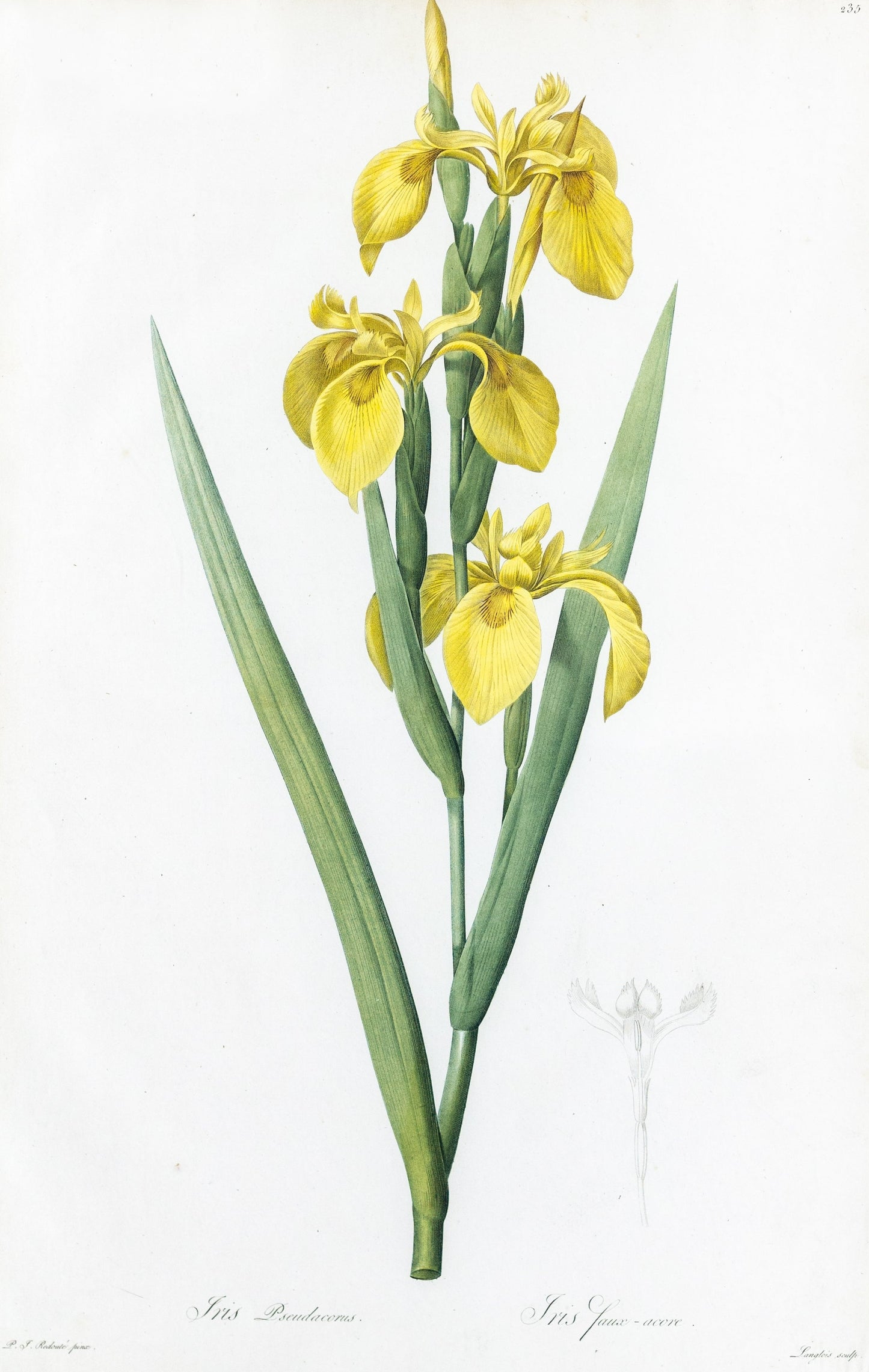 REDOUTÉ Pierre-Joseph (1759-1840). Plate #235: Iris Pseudacorus (Yellow Iris)