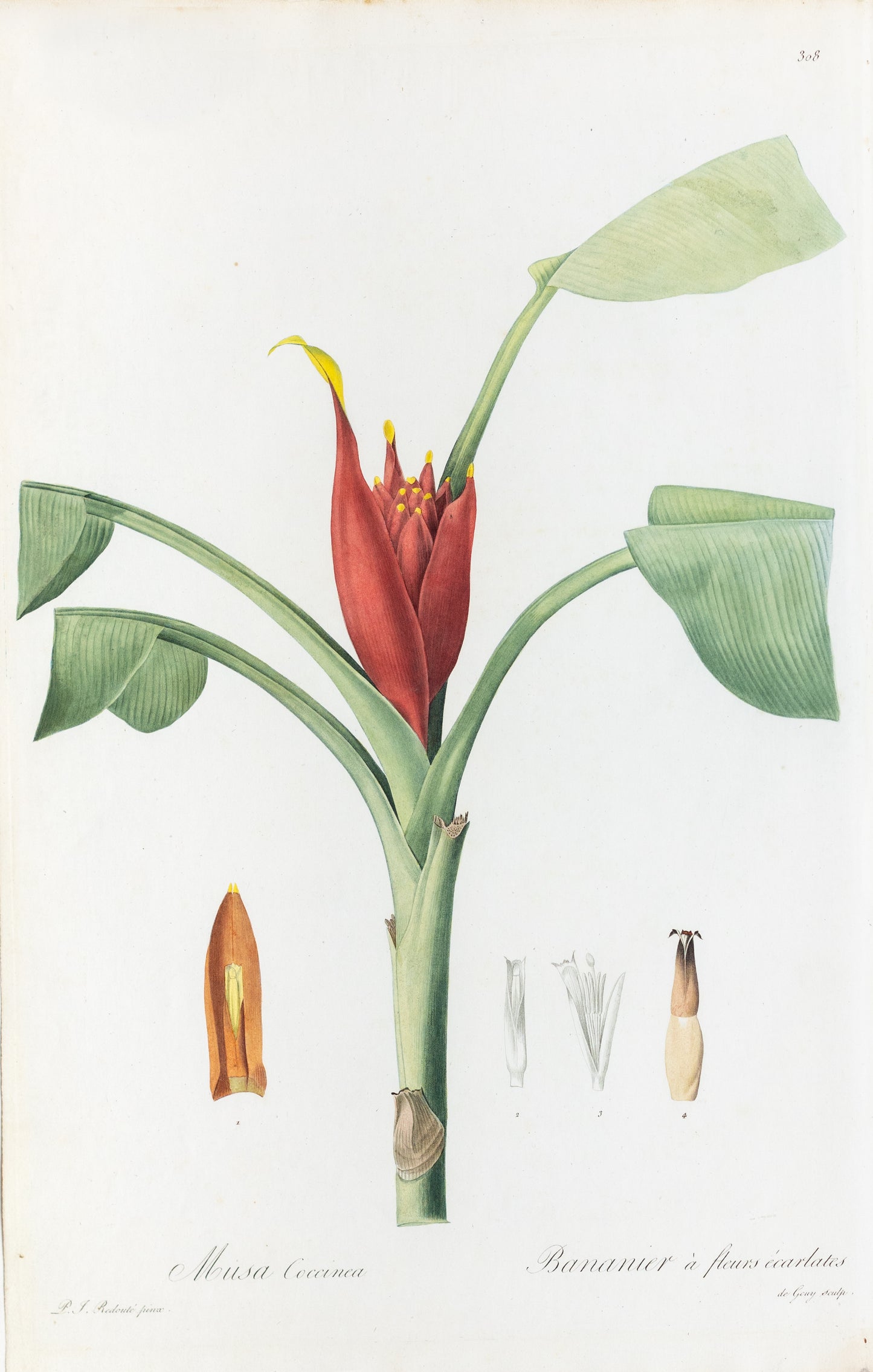 REDOUTÉ Pierre-Joseph (1759-1840). Plate #308: Musa Coccinca (Scarlett Banana)