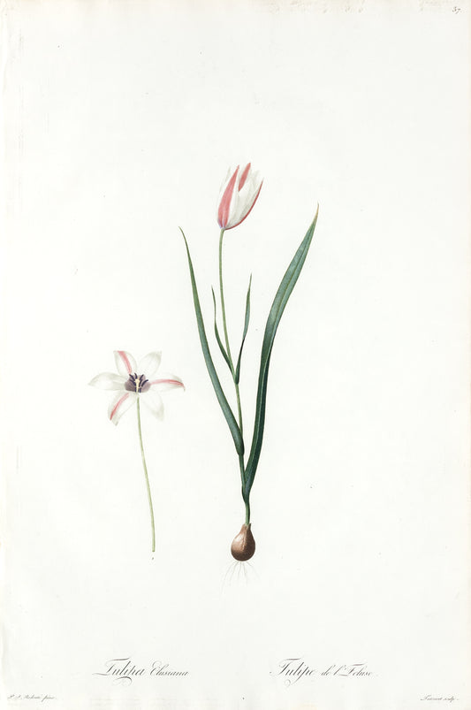 REDOUTÉ Pierre-Joseph (1759-1840). Plate #37: Tulipa Clusiana (Lady Tulip)