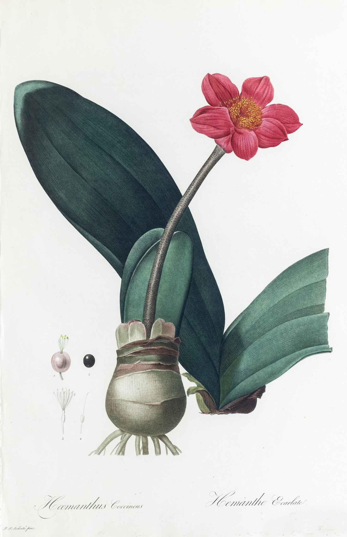 REDOUTÉ Pierre-Joseph (1759-1840). Plate #39: Haemanthus Coccineus (Paintbrush Lily)