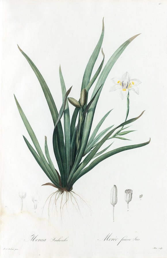 REDOUTÉ Pierre-Joseph (1759-1840). Plate #45: Moraea Iridioides (Butterfly Iris)