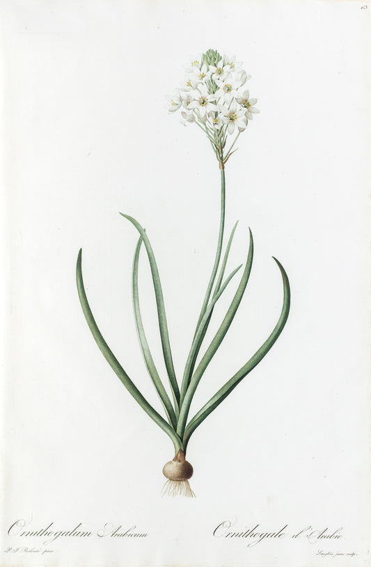 REDOUTÉ Pierre-Joseph (1759-1840). Plate #63: Ornithogalum Arabicum (Arabian Star Flower)