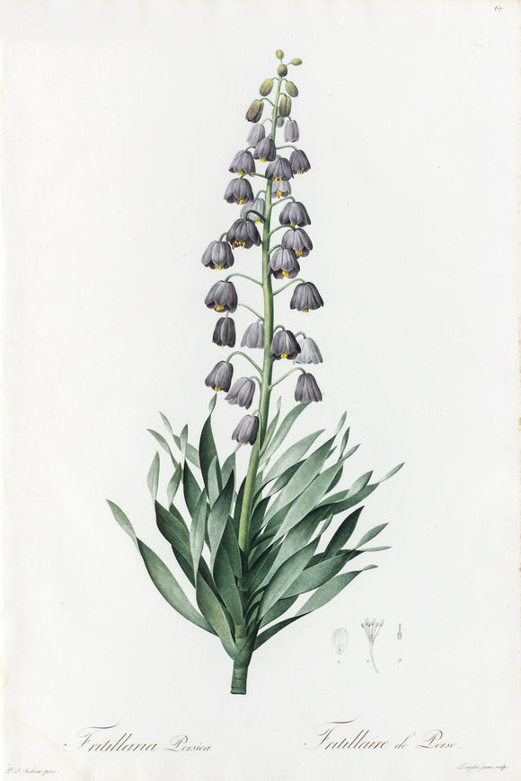 REDOUTÉ Pierre-Joseph (1759-1840). Plate #67: Fritillaria Persica (Persian Lily Bulb)