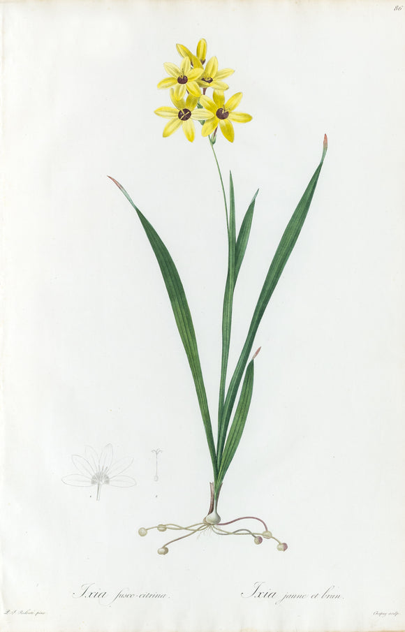REDOUTÉ Pierre-Joseph (1759-1840). Plate #86: Ixia Fusco-Citrina (Brownish Yellow Ixia)