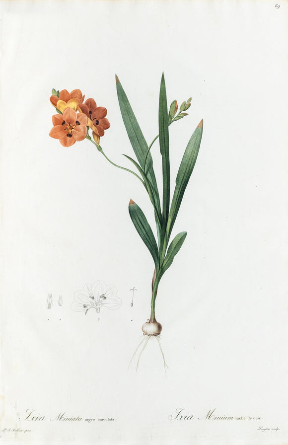 REDOUTÉ Pierre-Joseph (1759-1840). Plate #89: Ixia miniata (Burnt Tritonia)