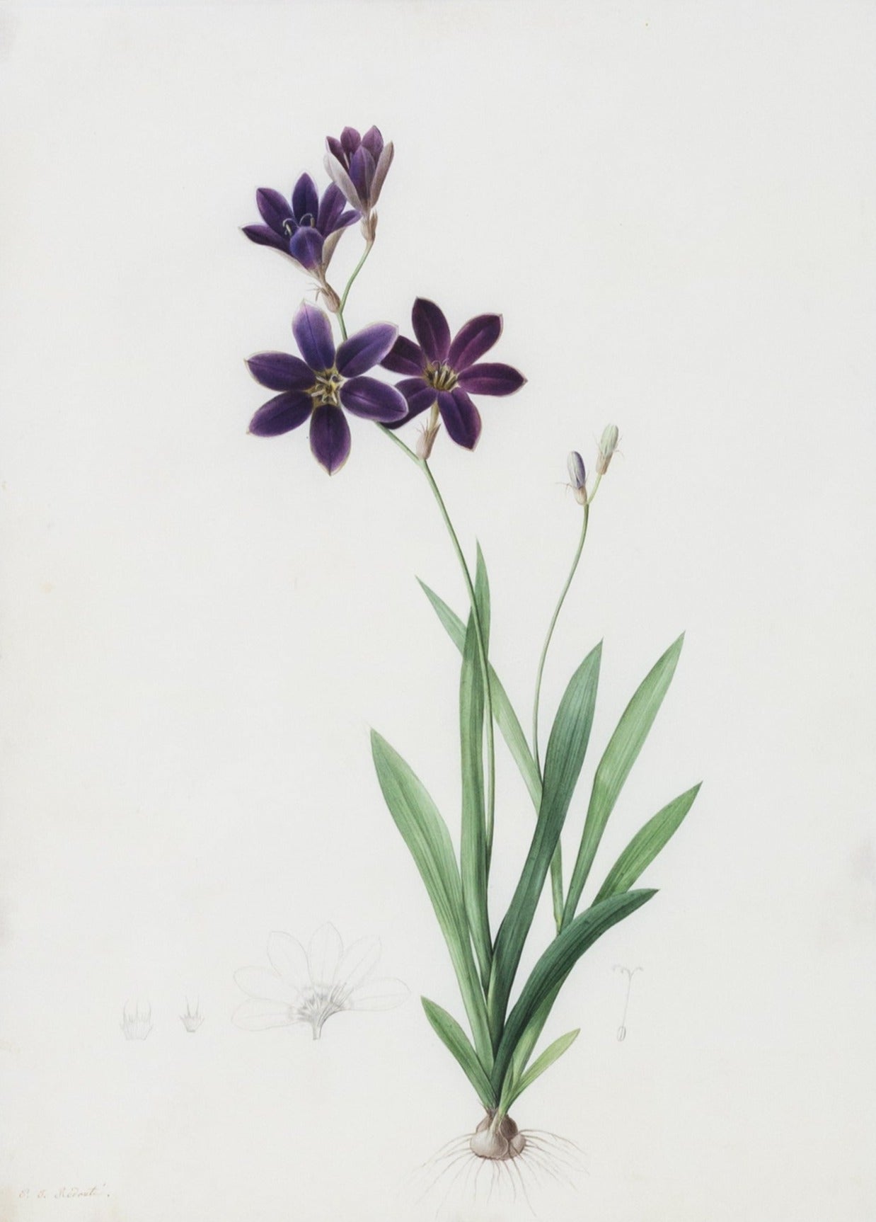 Redouté, Pierre-Joseph. "Large-flowered Sparaxis". Prepared for Les Liliacées, ca. 1802-1816.