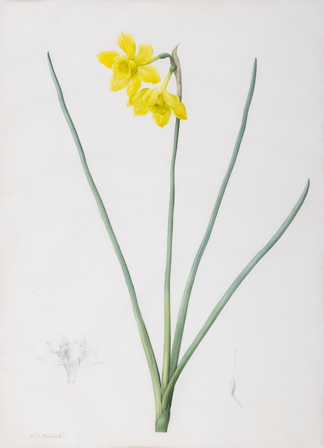 Redouté, Pierre-Joseph. "Fragrant Daffodil". Prepared for Les Liliacées, ca. 1802-1816.