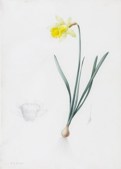 Redouté, Pierre-Joseph. "Lent Lily". Prepared for Les Liliacées, ca. 1802-1816.