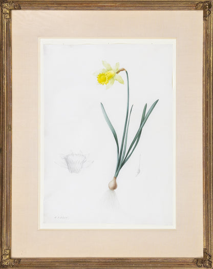 Redouté, Pierre-Joseph. "Lent Lily". Prepared for Les Liliacées, ca. 1802-1816.