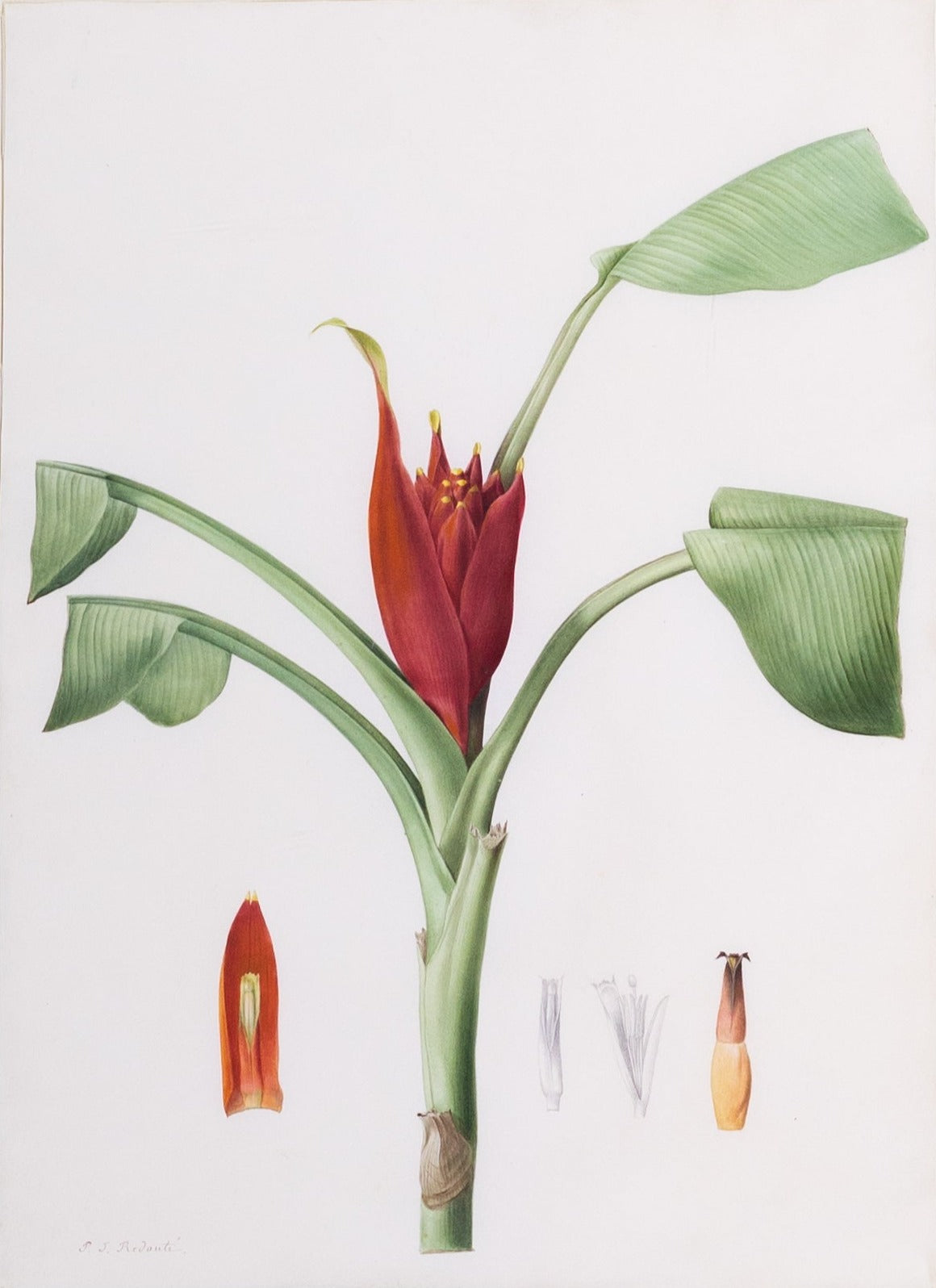 Redouté, Pierre-Joseph. "Wild or Red-flowered Banana". Prepared for Les Liliacées, ca. 1802-1816.