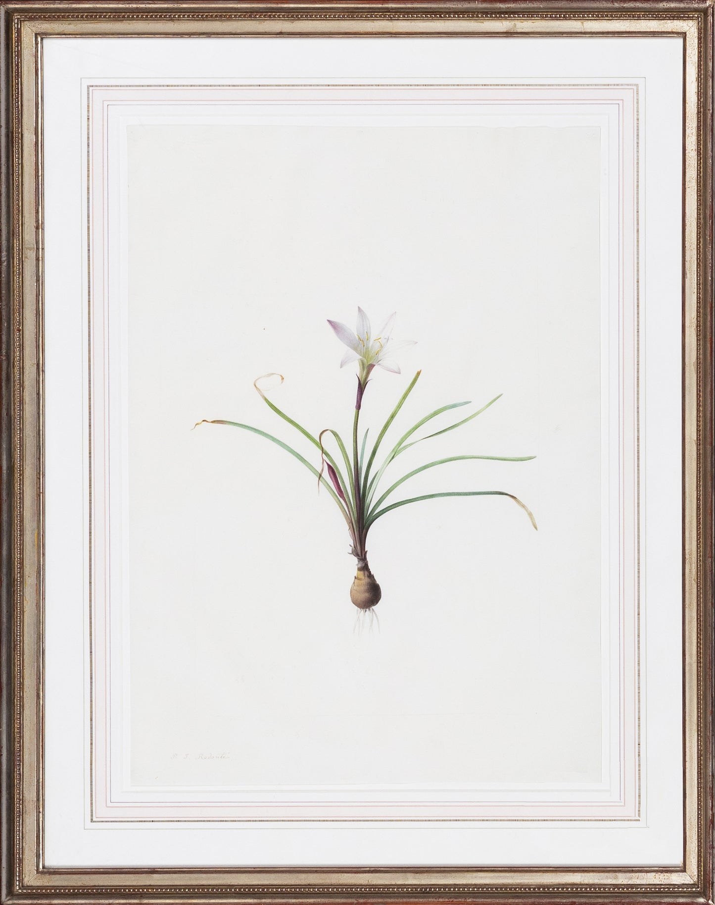 Redouté, Pierre-Joseph. "Fair Lily or Amarylis of Virginia". Prepared for Les Liliacées, ca. 1802-1816.