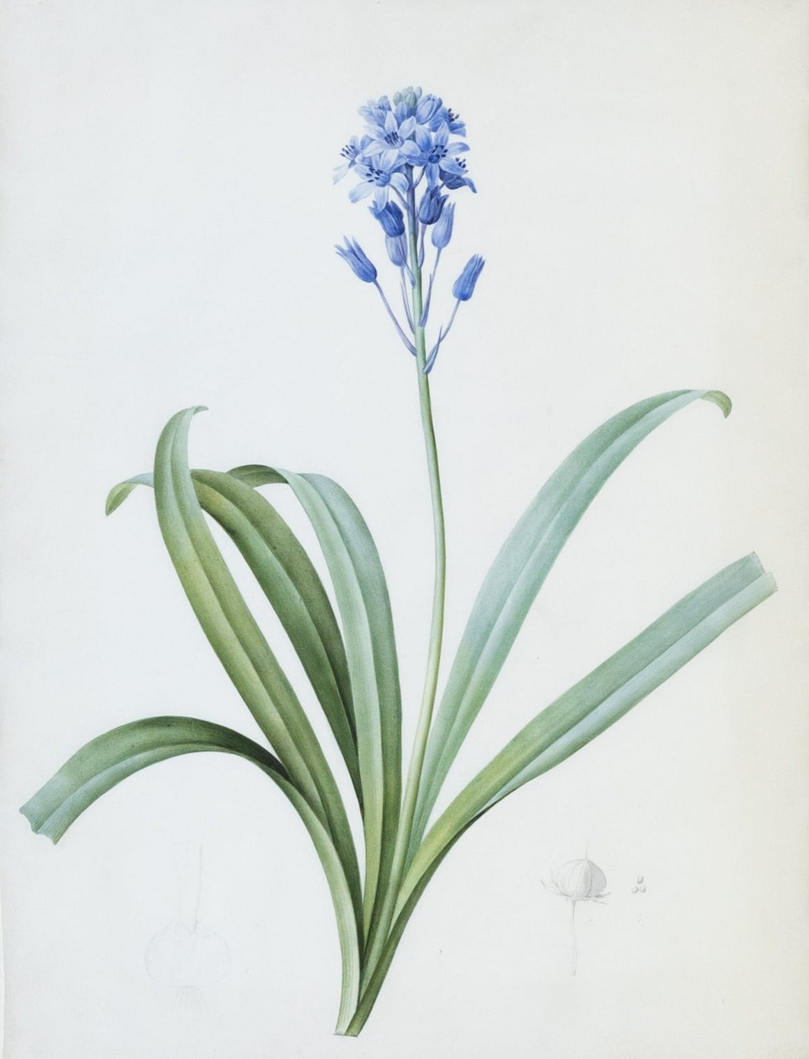 Redouté, Pierre-Joseph. "Italian Bluebell". Prepared for Les Liliacées, ca. 1802-1816.