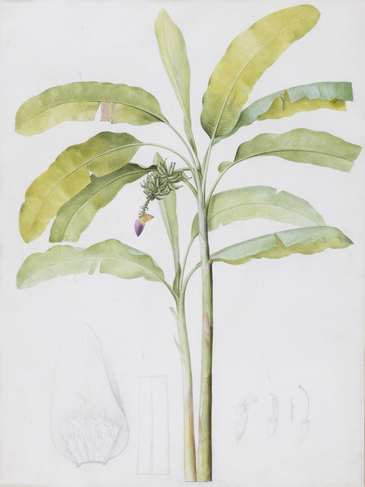 Redouté, Pierre-Joseph. "Cultivated Banana". Prepared for Les Liliacées, ca. 1802-1816.