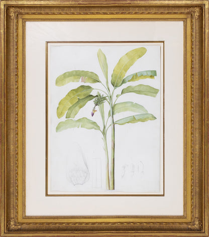 Redouté, Pierre-Joseph. "Cultivated Banana". Prepared for Les Liliacées, ca. 1802-1816.