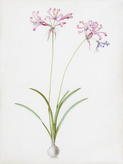 Redouté, Pierre-Joseph. "Mountain Lily". Prepared for Les Liliacées, ca. 1802-1816.