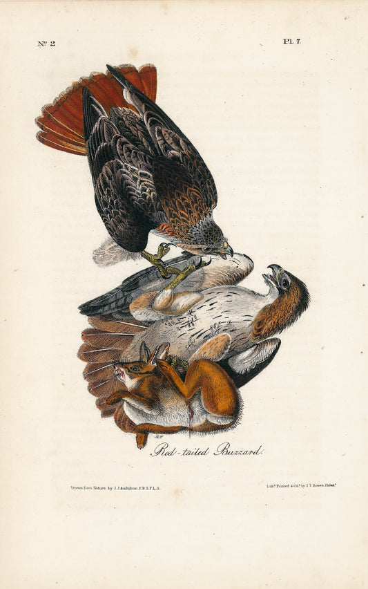 AUDUBON, John James (1785 - 1851), Red-tailed Buzzard (Plate 7), 1839-1844