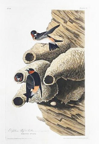 John James Audubon (1785-1851), Plate LXVIII Republican Cliff Swallow