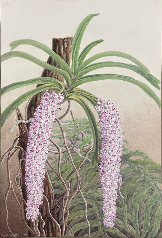 Saccotapium Blumei Maja