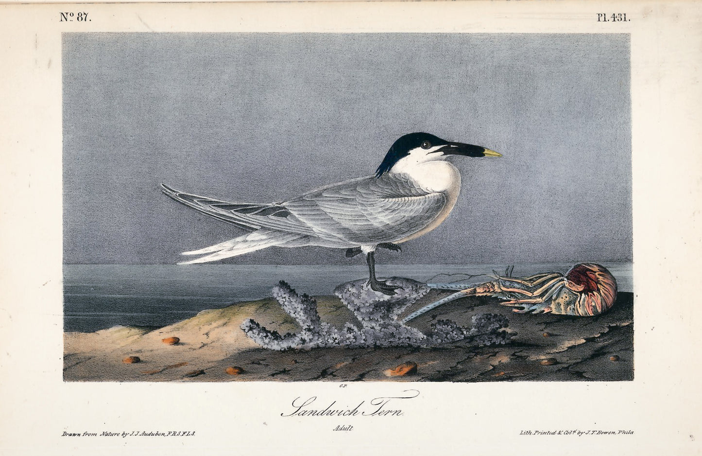AUDUBON, John James (1785 - 1851), Sandwich Tern (Plate 431), 1839-1844