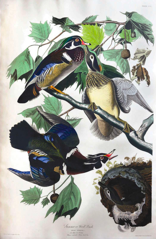 AUDUBON, John James (1785 - 1851), Summer Duck, (Plate 206), 1827–1838