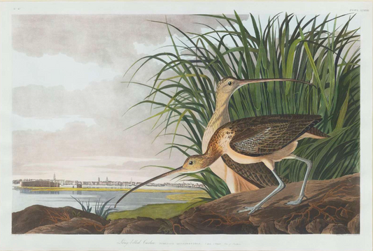 AUDUBON, John James (1785 - 1851), Long-Billed Curlew, (Plate 231), 1827–1838