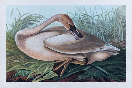 AUDUBON, John James (1785 - 1851), Trumpeter Swan (Young), (Plate 376), 1827–1838