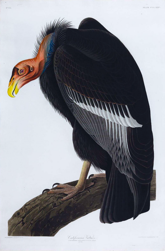 AUDUBON, John James (1785 - 1851), California Vulture, (Plate 426), 1827–1838
