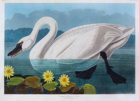 AUDUBON, John James (1785 - 1851), Common American Swan, (Plate 411), 1827–1838