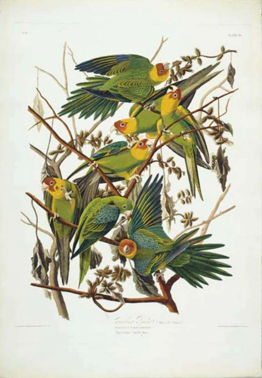 AUDUBON, John James (1785 - 1851), Carolina Parrot (Variant 1), (Plate 26), 1827–1838