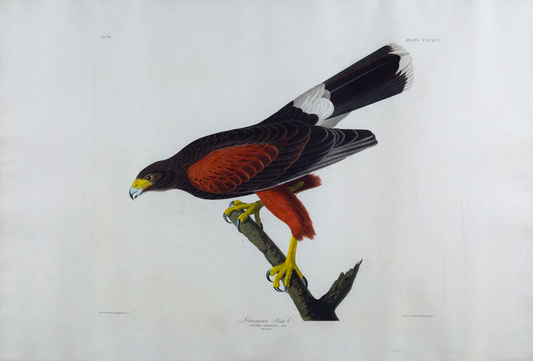 AUDUBON, John James (1785 - 1851), Louisiana Hawk, (Plate 392), 1827–1838