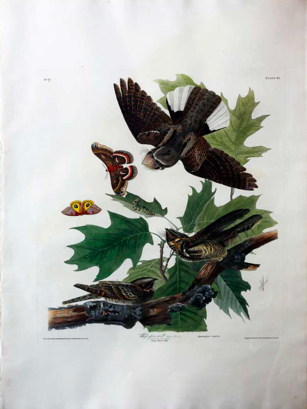 AUDUBON, John James (1785 - 1851), Whip-poor-will, (Plate 82), 1827–1838