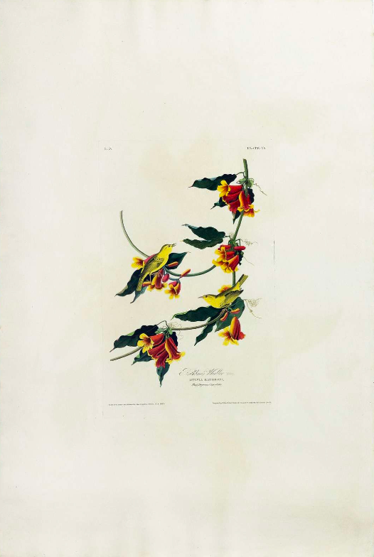 AUDUBON, John James (1785 - 1851), Rathbone Warbler, (Plate 65), 1827–1838