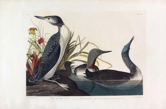 AUDUBON, John James (1785 - 1851), Red-Throated Diver, (Plate 202), 1827–1838