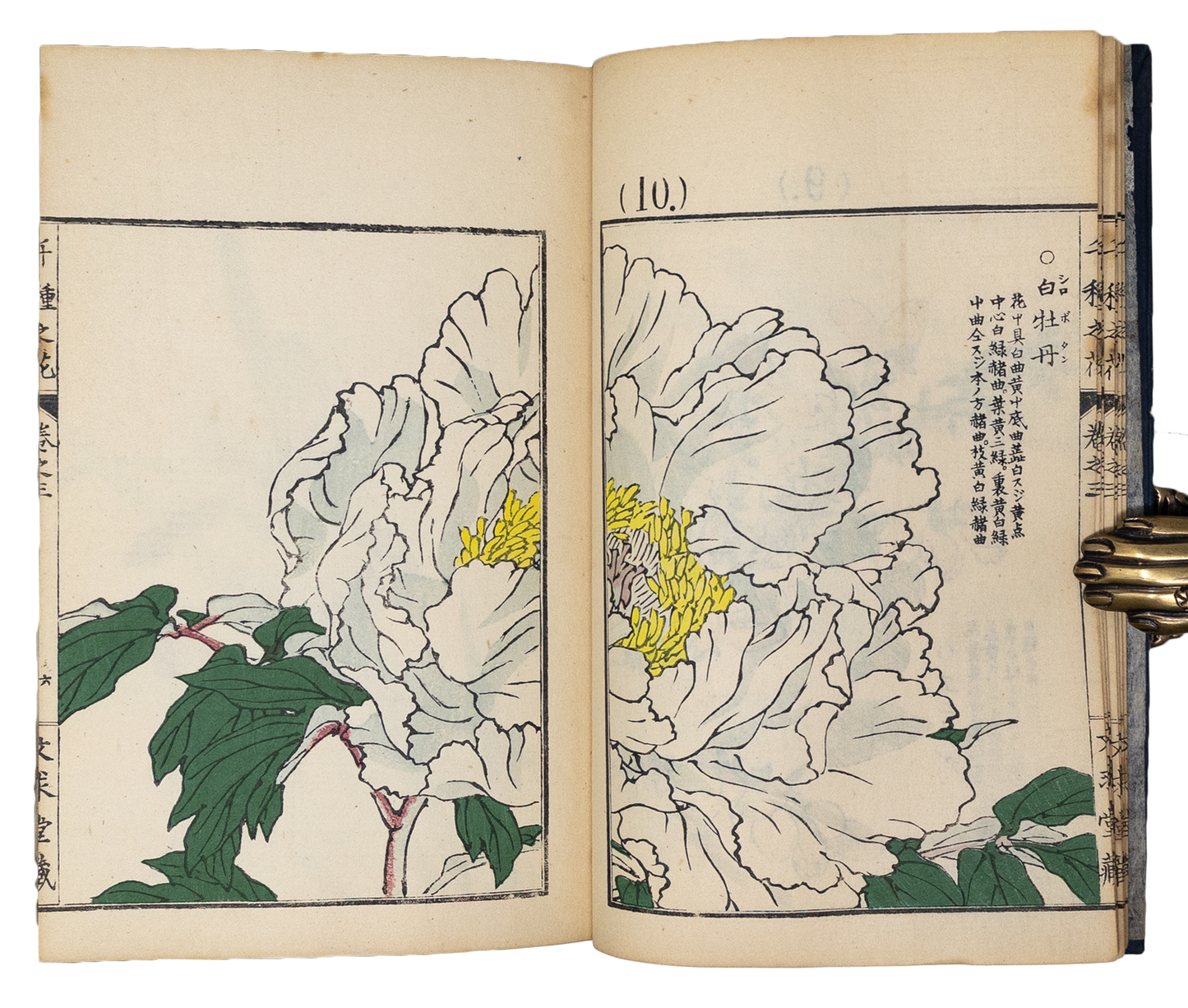 Kono Bairei (1678-1757) Chigusa no Hana [1000 varieties of flowers]