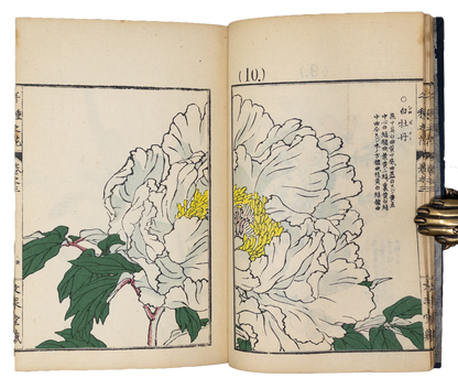 Kono Bairei (1678-1757) Chigusa no Hana [1000 varieties of flowers]