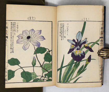 Kono Bairei (1678-1757) Chigusa no Hana [1000 varieties of flowers]