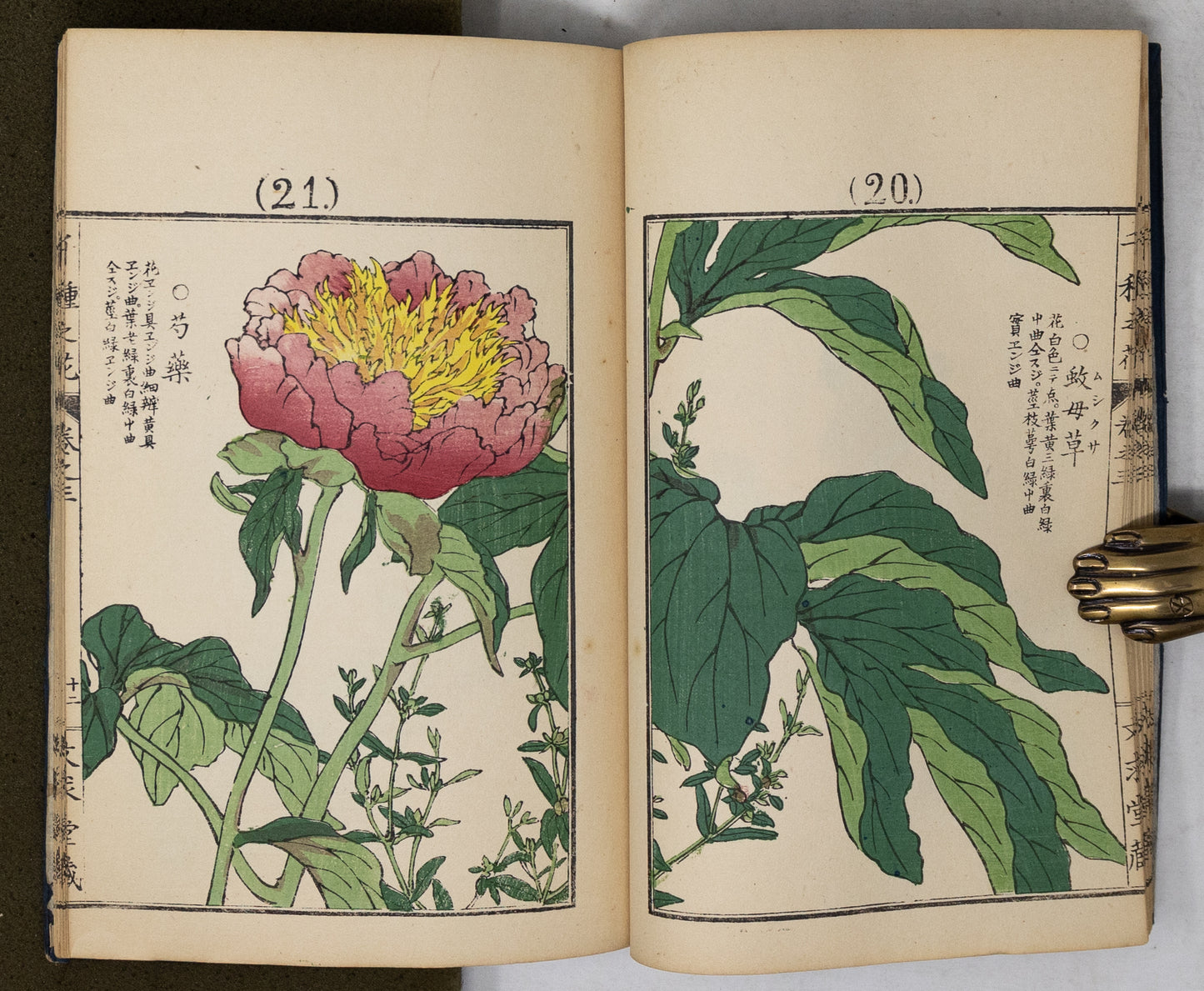 Kono Bairei (1678-1757) Chigusa no Hana [1000 varieties of flowers]
