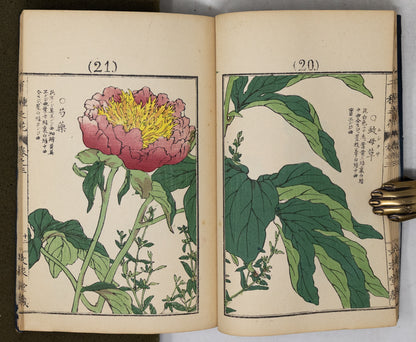 Kono Bairei (1678-1757) Chigusa no Hana [1000 varieties of flowers]