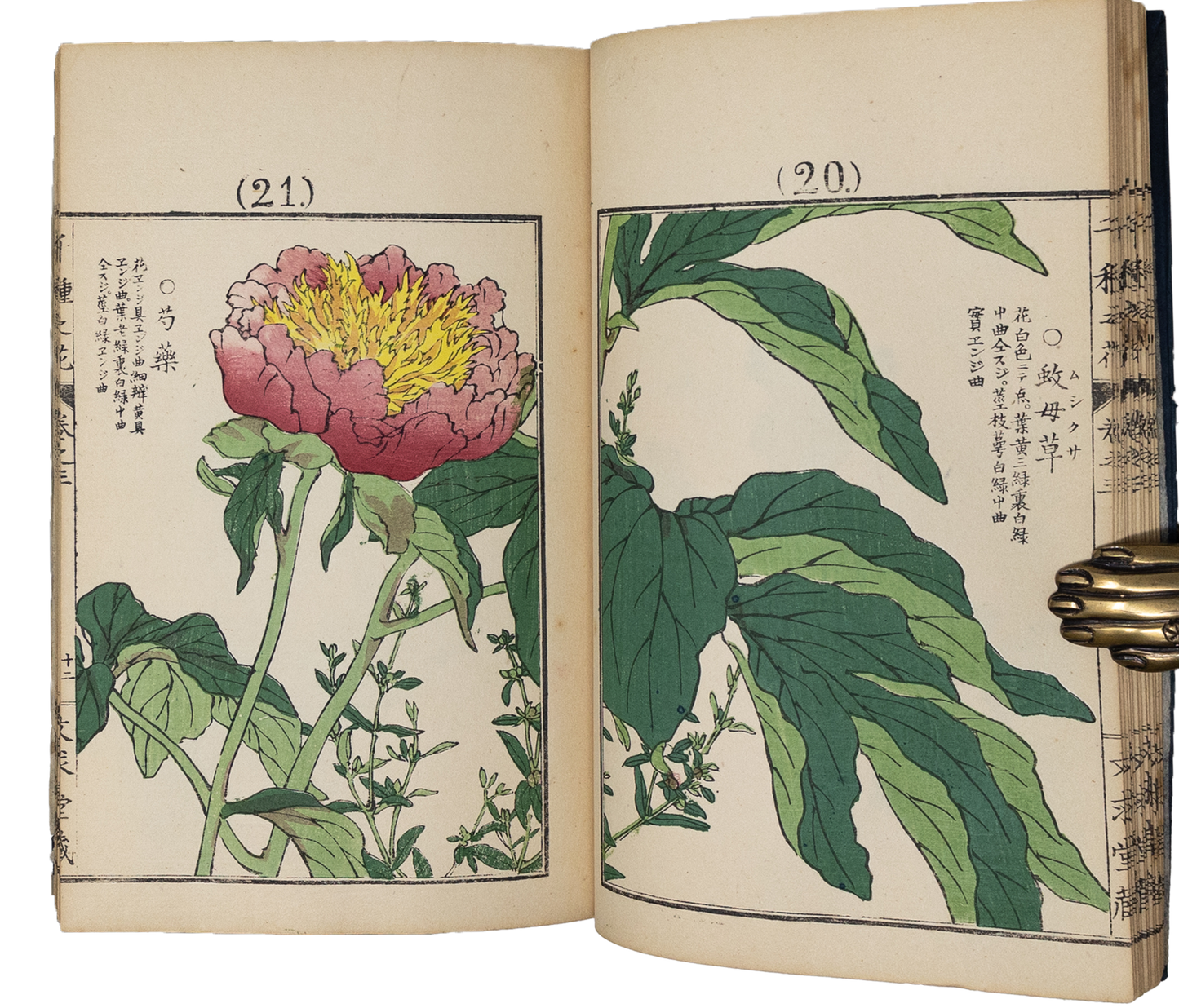Kono Bairei (1678-1757) Chigusa no Hana [1000 varieties of flowers]