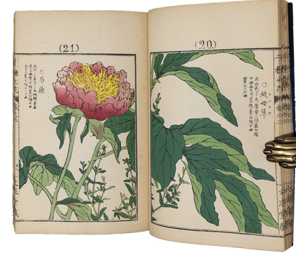 Kono Bairei (1678-1757) Chigusa no Hana [1000 varieties of flowers]