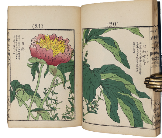 Kono Bairei (1678-1757) Chigusa no Hana [1000 varieties of flowers]