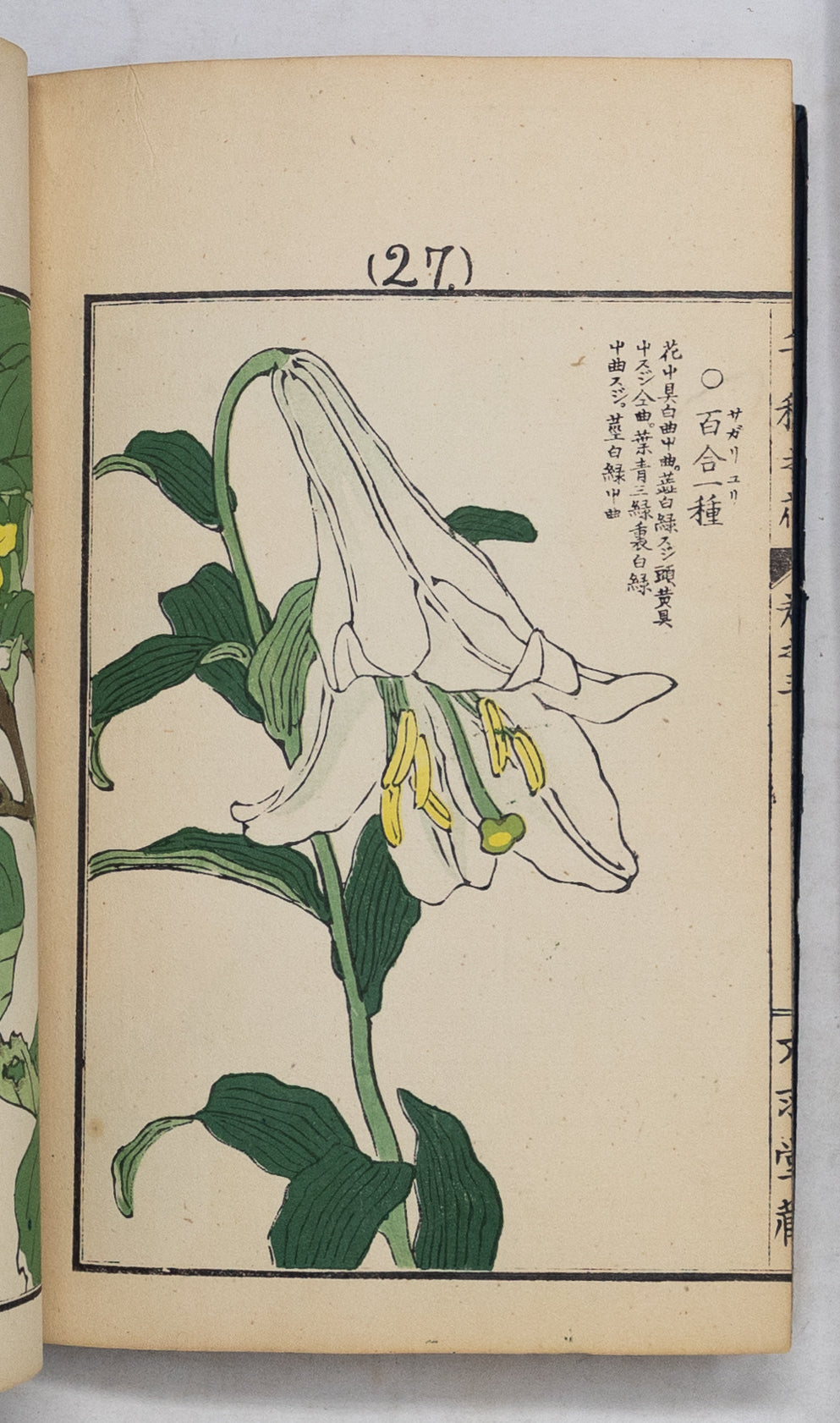 Kono Bairei (1678-1757) Chigusa no Hana [1000 varieties of flowers]
