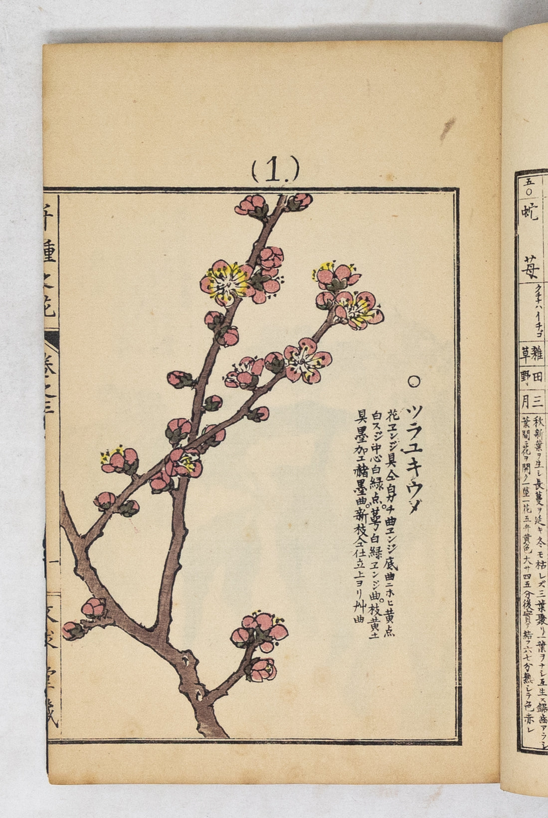 Kono Bairei (1678-1757) Chigusa no Hana [1000 varieties of flowers]