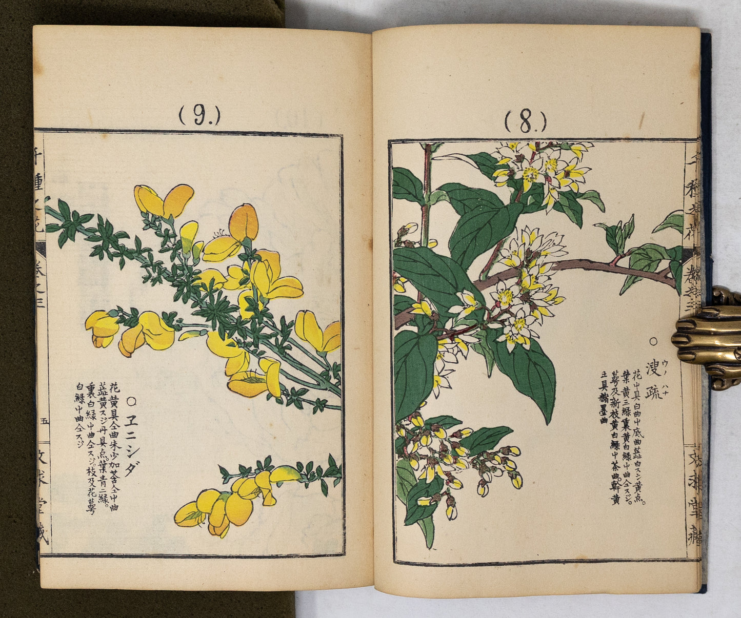 Kono Bairei (1678-1757) Chigusa no Hana [1000 varieties of flowers]
