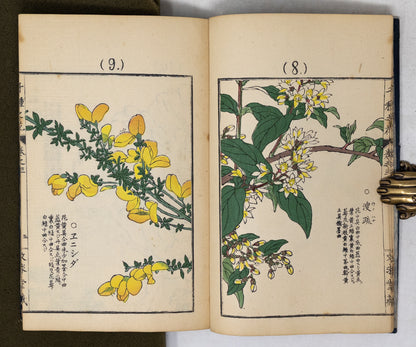 Kono Bairei (1678-1757) Chigusa no Hana [1000 varieties of flowers]