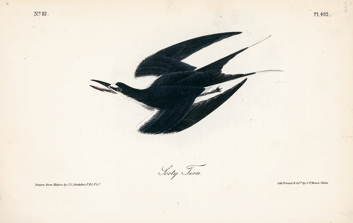 AUDUBON, John James (1785 - 1851), Sooty Tern (Plate 432), 1839-1844