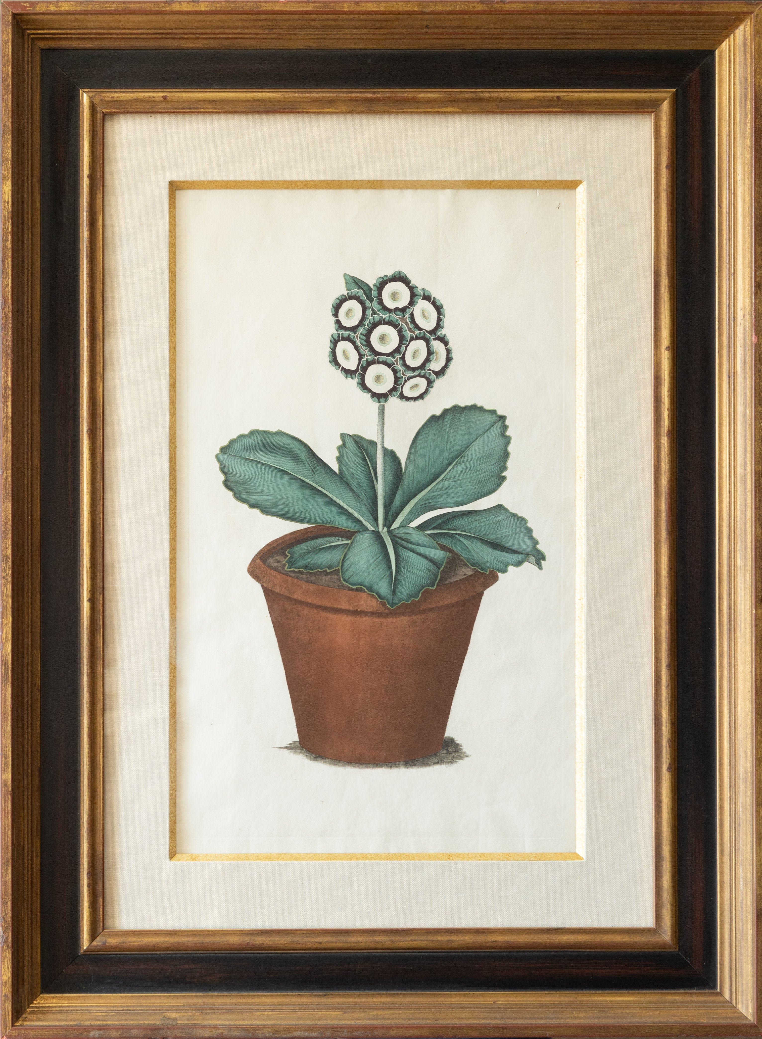 All Botanical Engravings & Lithographs – Arader Galleries